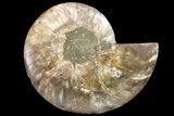 Bargain, Cut & Polished Ammonite Fossil (Half) - Madagascar #162168-1